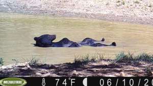 Bathing bear700 181004 084446