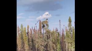 Bear attacks eagle nest