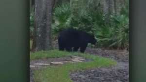 Bear attacks florida woman screen grab cnn 181010 154658