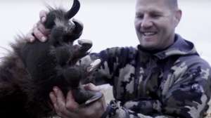 Bear bear with bow round two