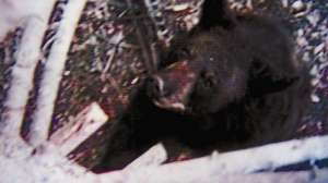 Bear attack treestand 2 october lead 181003 155946