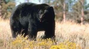 Bear blunders lead 181003 160453