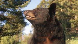 Bear ground hunting bhw july lead 181003 160644