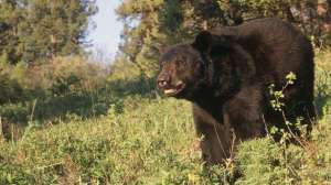 Bear sign hunting june bhw lead 181003 162156