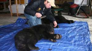 Bearattacksgirl FWC PHOTO 181003 160320