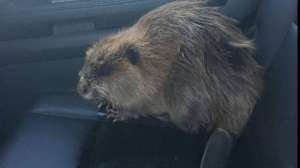 Beaver in car