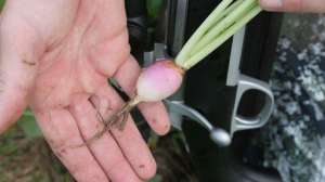 Beginnerfoodplot1 700 181004 084631