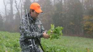 Beginnerfoodplots2 700 181004 084632