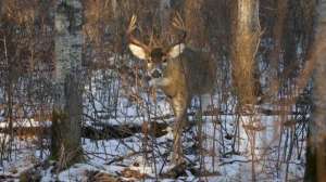 Best buck doe ratio may lead 181003 160238