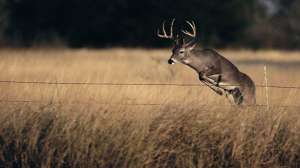 Bhg01 fence row p3 700 181004 084623