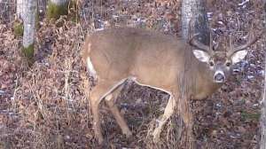 Big buck Alberta close range