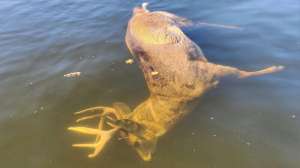 Big buck floating in river