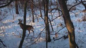 Big buck manitoba bow