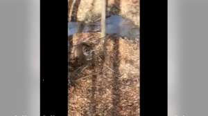 Big buck under treestand