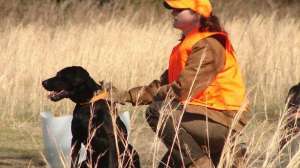 Bird dog heat stroke august lead 181003 155128