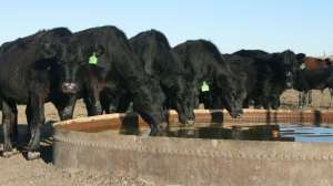 Black angus watering700