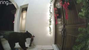 Black bear front step Ring doorbell