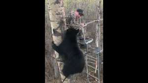 Black bear ladder stand 2
