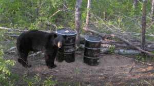 Black bear on bait site