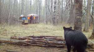 Black bear watching hunters