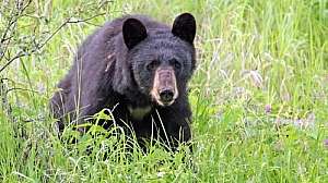 Black bear c nick saunders akm images inc jpg 500x341 q85 subsampling 2 upscale