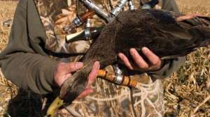 Black duck hunting part 2 dec lead 181004 084629