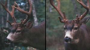 Black tail june lead 181003 161316