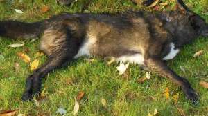 Blacknatg 700 181003 162057