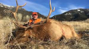 Bob bull elk Large