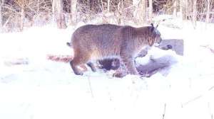 Bobcat update 2 181003 160016