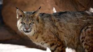 Bobcat