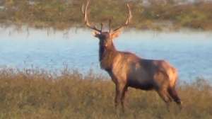 Bobrobbazelk700 181003 161159