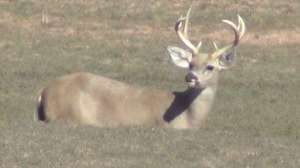 Bobrobbcouse700 181010 154833