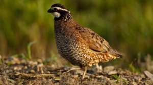 Bobwhite quail 0129