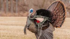 Body shot turkey illustration