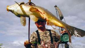 Bowfishing may lead