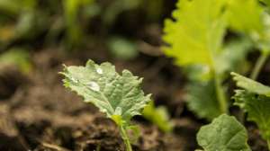 Brassica food plot growing