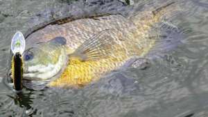 Bream fishing lead 181003 162216