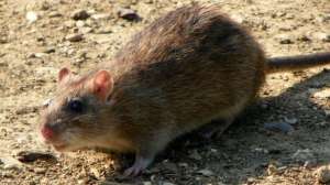 Brown rat at fairlands valley park stevenage england photo by anemone projectors wikipedia