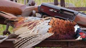 Browning a5 october lead 181003 155745