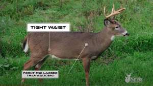 Buck aging test video