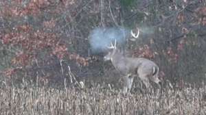 Buck antler shot off