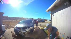 Buck attack driveway