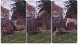 Buck attacks 3 D archery target