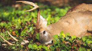 Buck in brassica plot