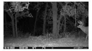 Buck on vine mock scrape