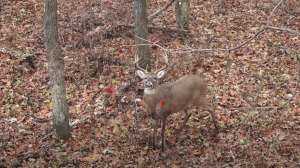 Buck quartering toward pic