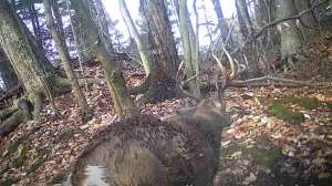 Buck sheds both antlers