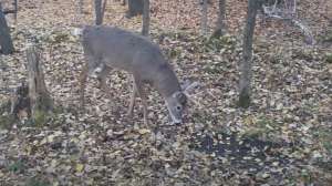 Buck smelling scrape
