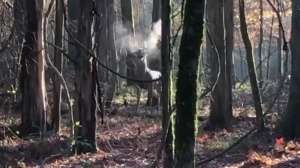 Buck snort video